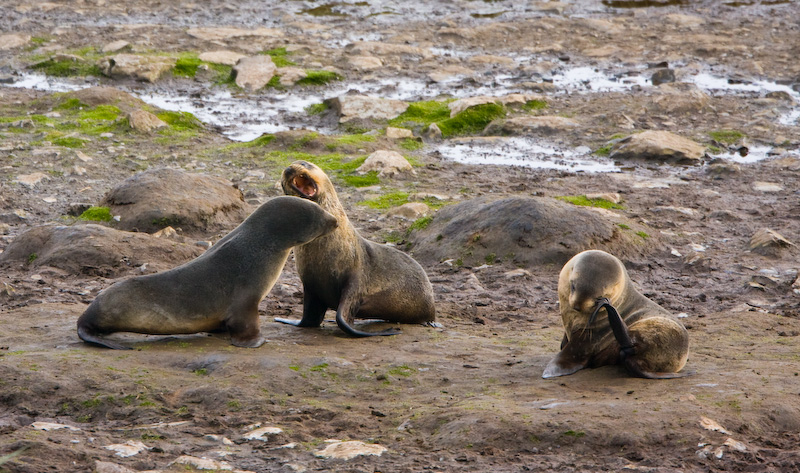 Antarctic Fur Seals On Beach